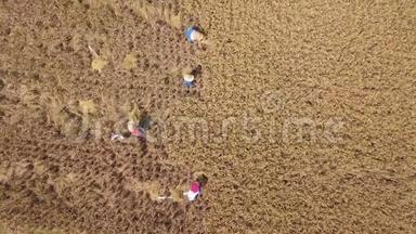 气：水稻收获过程。 巴厘岛农场工人在田里切米。 亚洲传统农业。 4K. 巴厘，